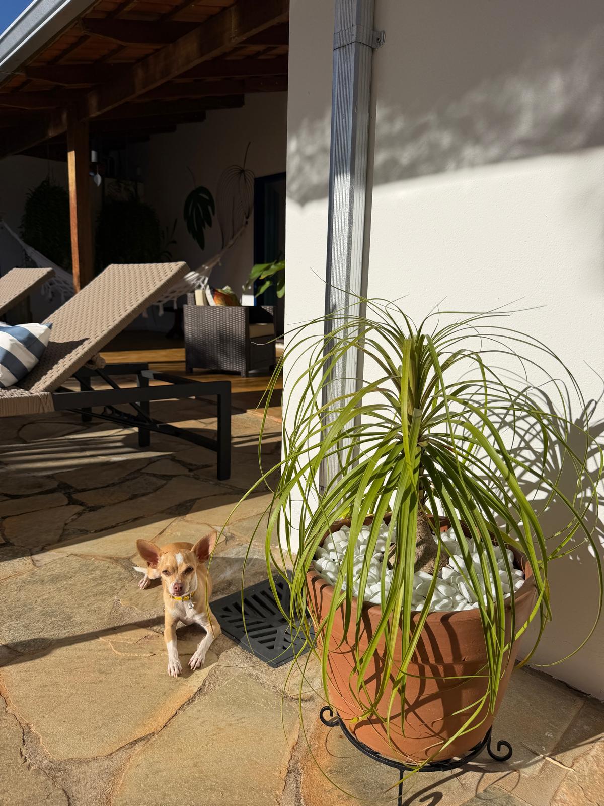 Chloe the chihuahua